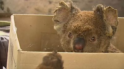 Salvar os coalas da Austrália