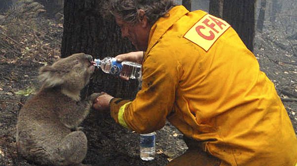Más riesgo en los fuegos de Australia por el retorno del clima desfavorable Más riesgo en los fuegos de Australia por el retorno del clima desfavorable