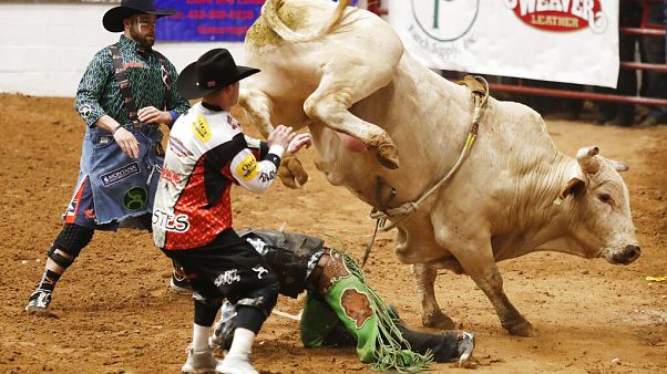 Bullenreiten: Für die ganz Harten Bullenreiten: Für die ganz Harten