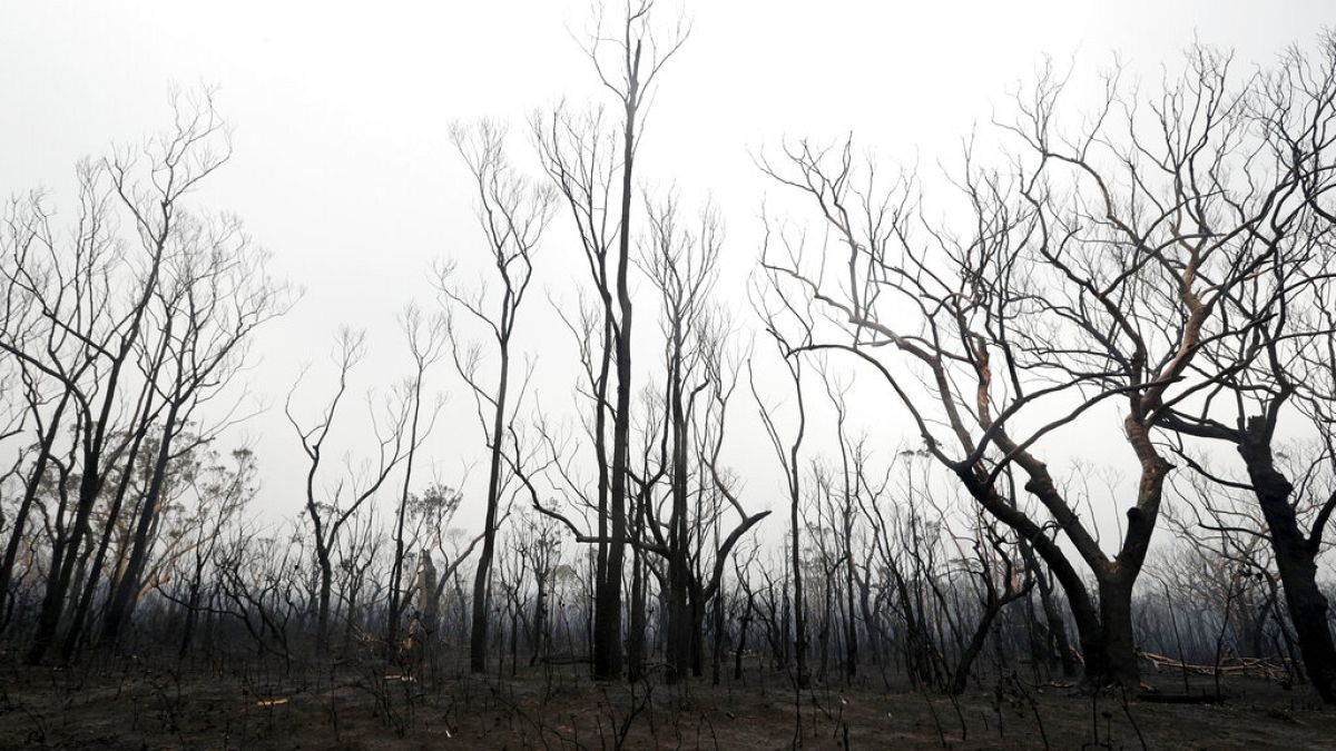 Geschwärzte Bäume nach einem Flächenbrand in der Nähe des Kangaroo Valley, Australien, Sonntag, 5. Januar 2020
