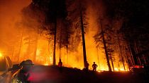 Kaliforniya'da çıkan orman yangınları aylardır devam ediyor
