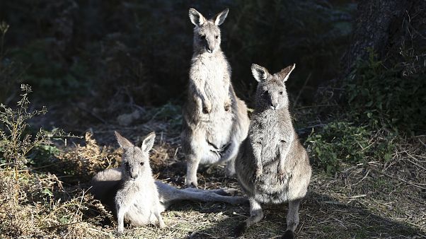 Isla de los Canguros, el paraíso australiano calcinado por las llamas Isla de los Canguros, el paraíso australiano calcinado por las llamas