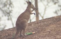 Owner distraught as fire burns kangaroo sanctuary