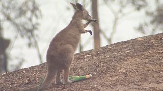 شاهد: حرائق أستراليا تهدد الحياة البرية وتقتل عشرات الحيوانات