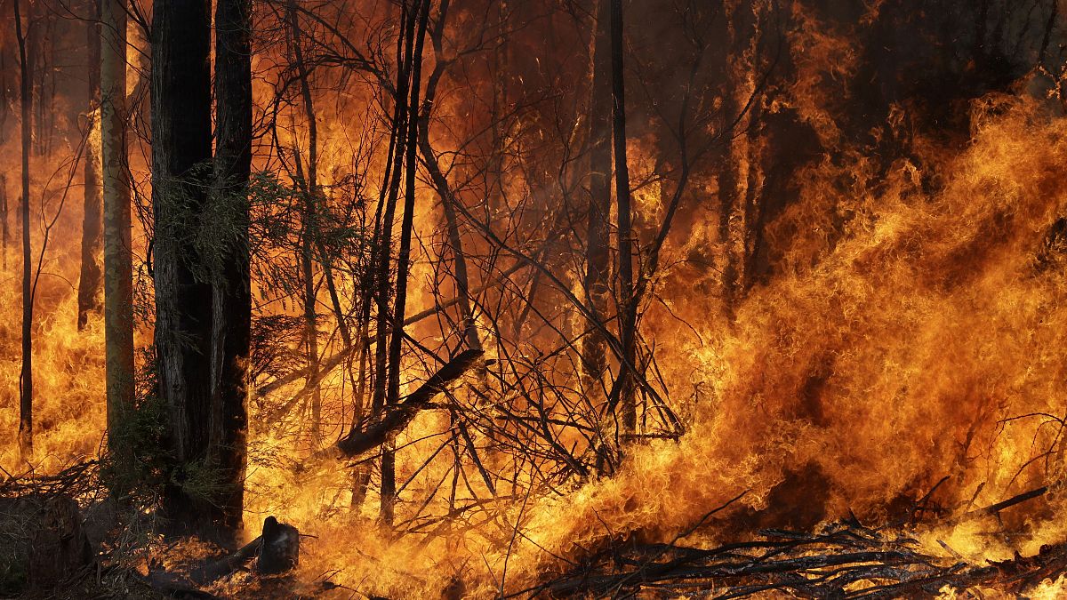 Пожары в Австралии не удается потушить уже несколько месяцев