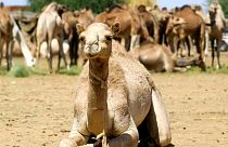Avustralya'da kuraklık sebebiyle 10 bin deve keskin nişancılar tarafından öldürülecek