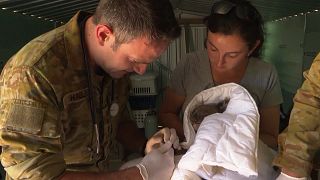 Australian army vets treat koalas who have suffered burns in wildfires
