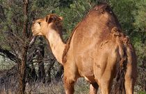 Extreme Dürre: Scharfschützen in Australien sollen 10.000 Kamele töten