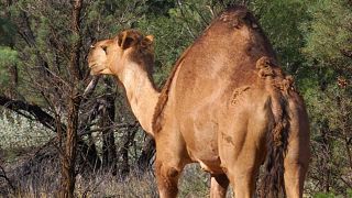 Las redes critican el sacrificio a tiros de 5.000 camellos en Australia por la sequía