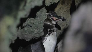 El pingüino más viejo de las islas Galápagos
