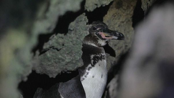 El pingüino más viejo de las islas Galápagos El pingüino más viejo de las islas Galápagos