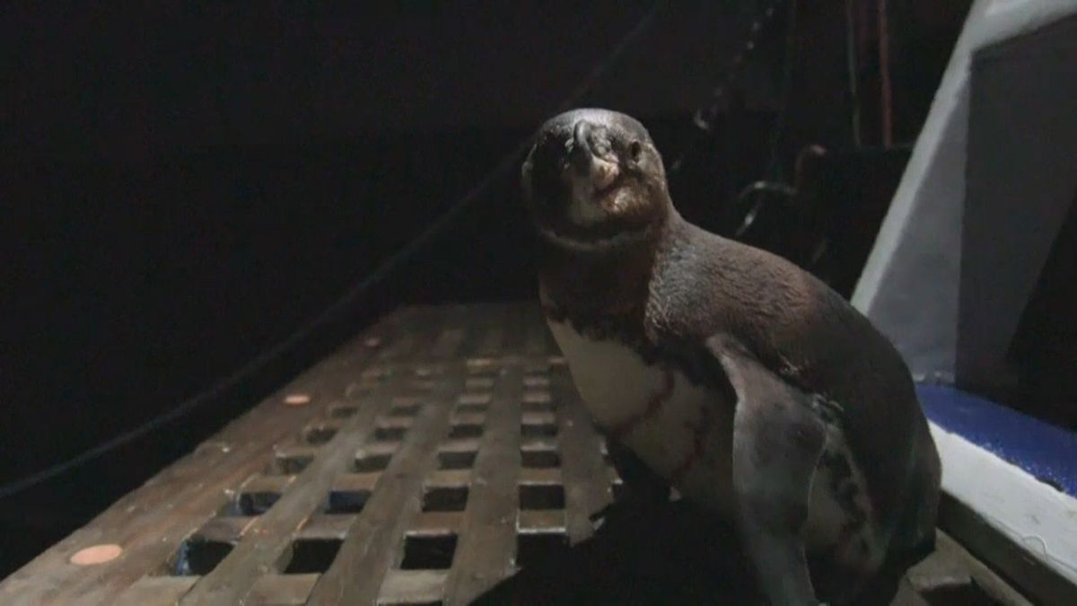 Pinguin-Seniorin (17) gibt neue Hoffnung auf Galapagos