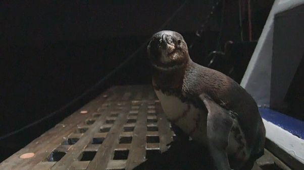 Pinguin-Seniorin (17) gibt neue Hoffnung auf Galapagos Pinguin-Seniorin (17) gibt neue Hoffnung auf Galapagos