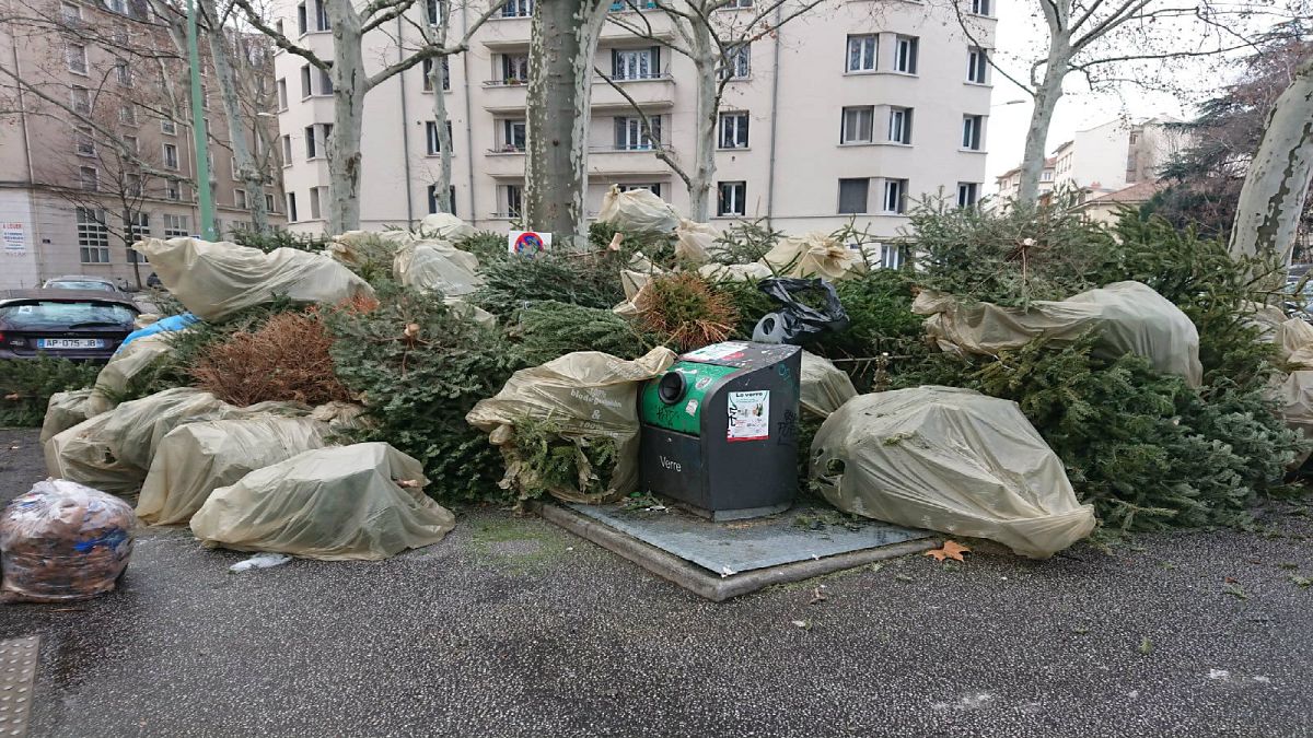 Noel dekorasyonu olarak kullanılan çam ağaçları çöpe atılıyor 