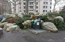 Noel dekorasyonu olarak kullanılan çam ağaçları çöpe atılıyor
