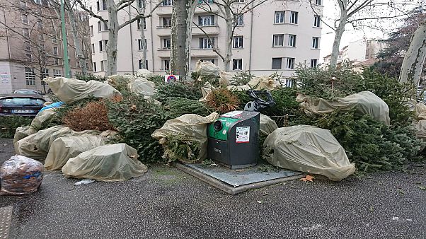 Noel dekorasyonu olarak kullanılan çam ağaçları çöpe atılıyor Noel dekorasyonu olarak kullanılan çam ağaçları çöpe atılıyor