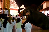 Οι "στολισμένοι ελέφαντες" της Σρι Λάνκα
