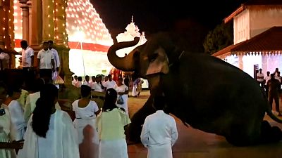شاهد: الفيلة تتصدر المهرجان البوذي في سريلانكا