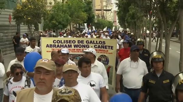 Los taurinos salen a las calles de Perú contra la prohibición de las corridas y peleas de gallos Los taurinos salen a las calles de Perú contra la prohibición de las corridas y peleas de gallos