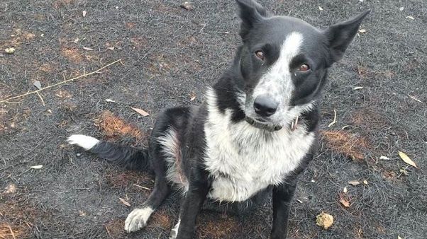 Çoban köpeği Patsy Çoban köpeği Patsy