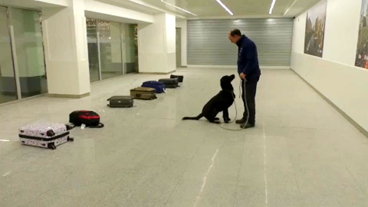 Új technológia segíti a robbanószerkereső-kutyák kiképzését