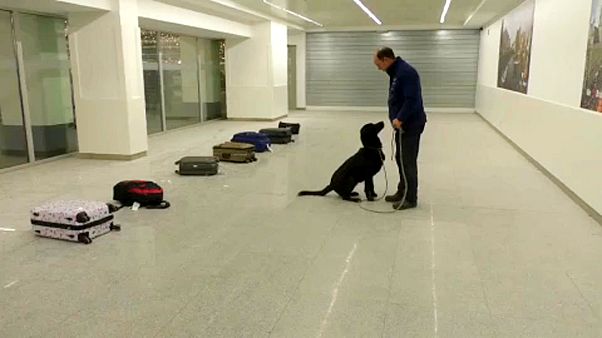 Új technológia segíti a robbanószerkereső-kutyák kiképzését Új technológia segíti a robbanószerkereső-kutyák kiképzését