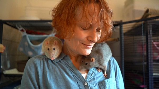 Besser als ihr Image: Die Ratte, das Liebesgeschöpf Besser als ihr Image: Die Ratte, das Liebesgeschöpf