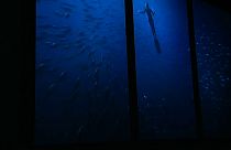 Oceanário de Lisboa apresenta exposição imersiva