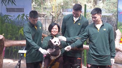 Le zoo de Chimelong, au sud de la Chine, fête les 100 jours de son panda géant