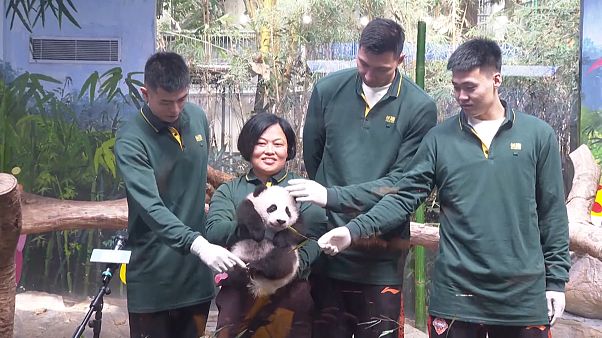Le zoo de Chimelong, au sud de la Chine, fête les 100 jours de son panda géant Le zoo de Chimelong, au sud de la Chine, fête les 100 jours de son panda géant