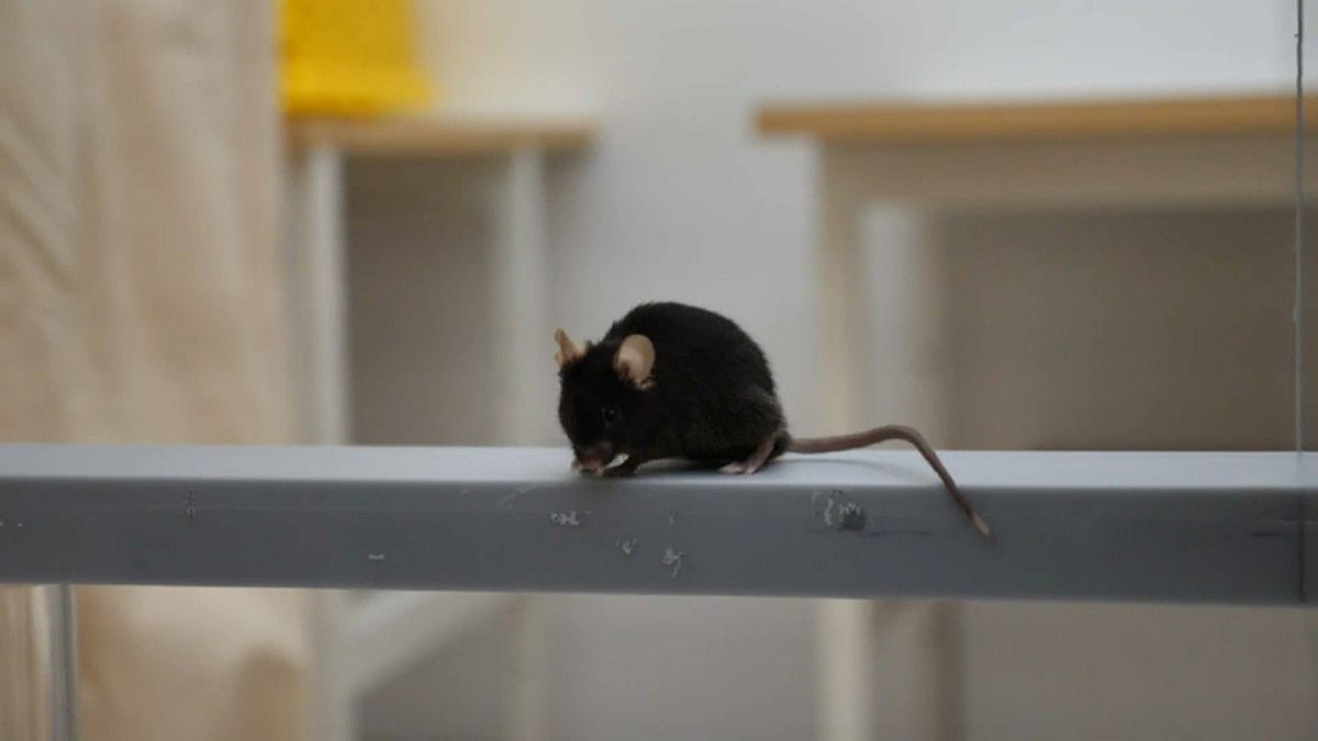 Hoffnung auf Heilung: Alzheimer-Mäuse im Forschungslabyrinth