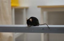 «Ποντίκια Αλτσχάιμερ»: Ελπίδες για θεραπεία της νόσου