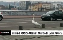 NO COMMENT | Un cisne perdido frena el tráfico en Lyon, Francia