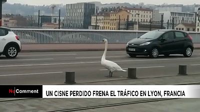 NO COMMENT | Un cisne perdido frena el tráfico en Lyon, Francia