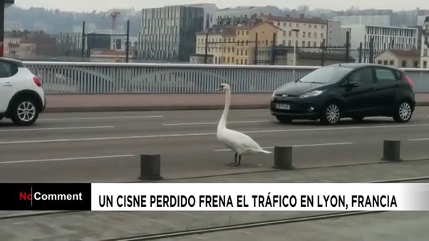 NO COMMENT | Un cisne perdido frena el tráfico en Lyon, Francia NO COMMENT | Un cisne perdido frena el tráfico en Lyon, Francia
