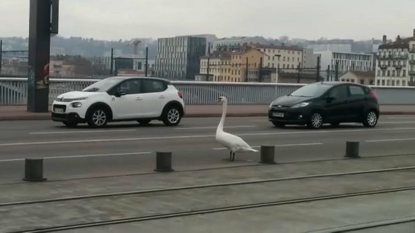 Lyon kurz vor 14 Uhr: Was macht der Schwan mitten auf der Fahrbahn? Lyon kurz vor 14 Uhr: Was macht der Schwan mitten auf der Fahrbahn?