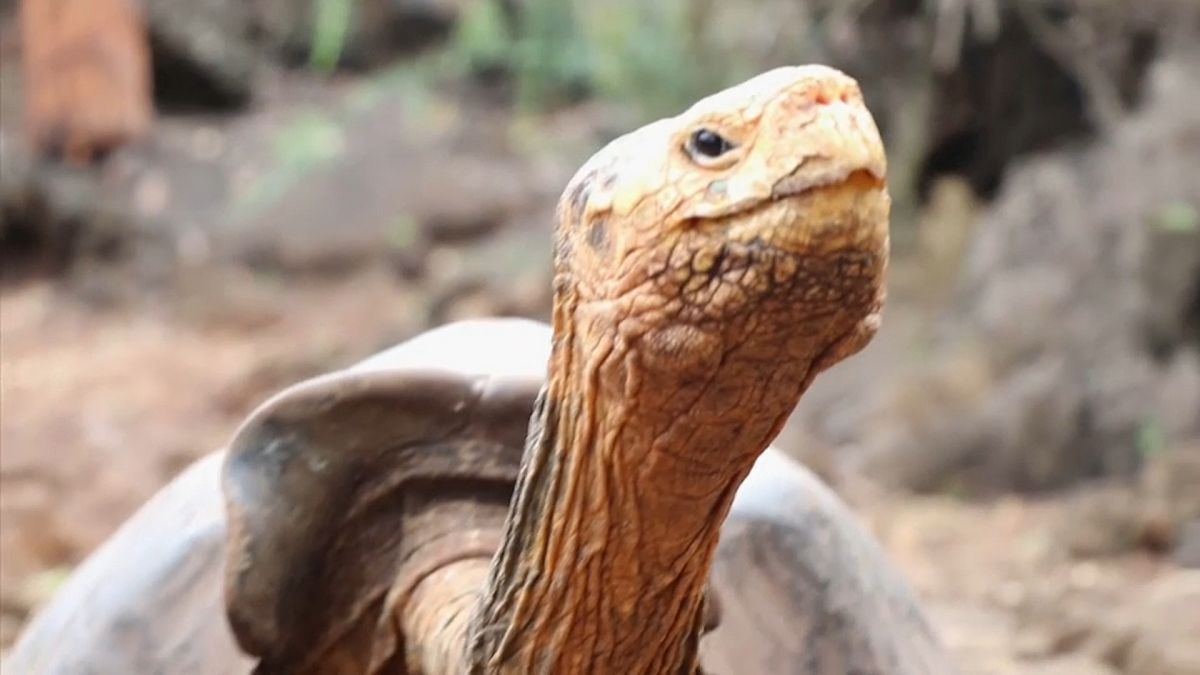 Üreme programı kapsamında türünü kurtaran dev kaplumbağa Diego 'emekliye ayrıldı'