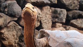 Diego, una tortuga centenaria con una líbido prodigiosa que salvó a su especie