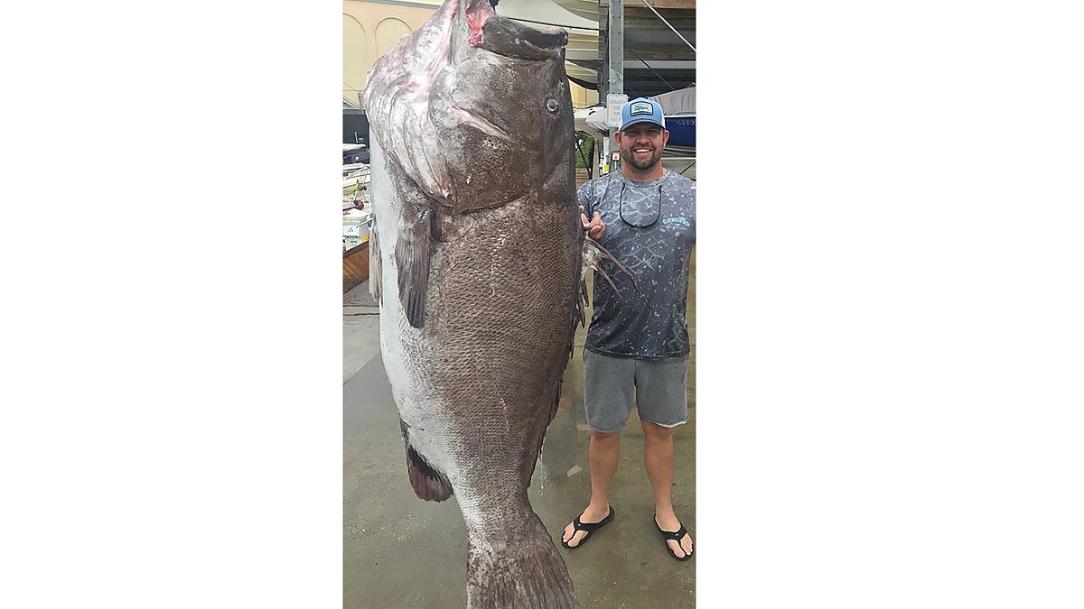 Pescata cernia da oltre 150kg: ha 50 anni ed è più grande di un uomo
