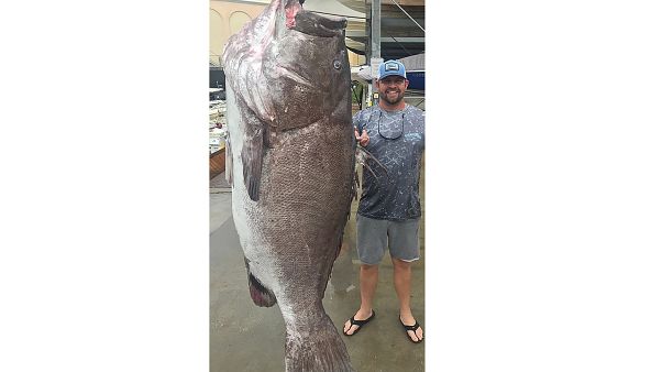 Pescata cernia da oltre 150kg: ha 50 anni ed è più grande di un uomo Pescata cernia da oltre 150kg: ha 50 anni ed è più grande di un uomo