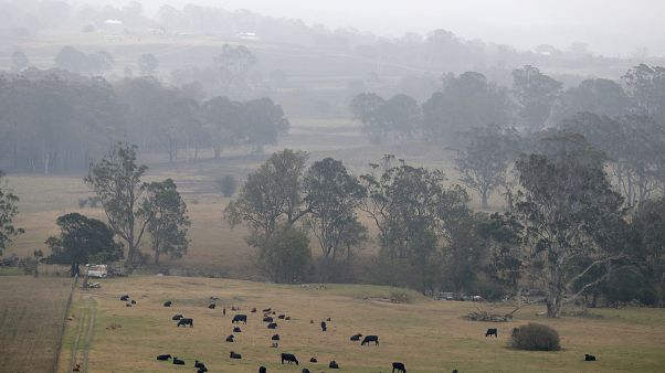 Buschfeuer in Australien: Linderung durch Regen Buschfeuer in Australien: Linderung durch Regen