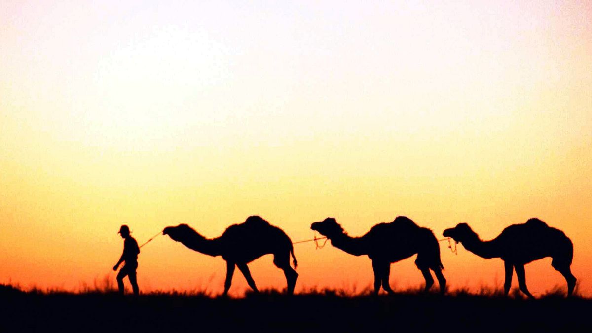 Avustralya'daki yabani develer