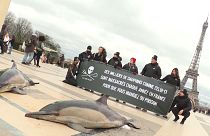 11.300 tote Delfine: "Weil Ihr Fisch auf dem Teller wollt!"