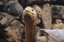 Черепаха Диего благодаря отменному либидо спасла свой вид от вымирания