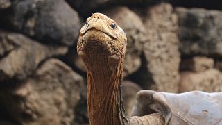 Черепаха Диего благодаря отменному либидо спасла свой вид от вымирания
