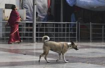 Hindistan genelinde yaklaşık 30 milyon sokak köpeği bulunuyor