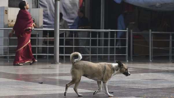 Hindistan genelinde yaklaşık 30 milyon sokak köpeği bulunuyor Hindistan genelinde yaklaşık 30 milyon sokak köpeği bulunuyor