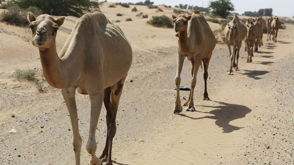 Αυστραλία: Οι αρχές θανάτωσαν 5.000 καμήλες 