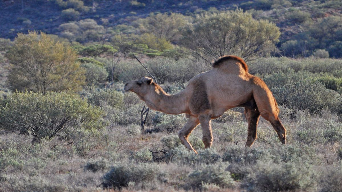 A wild camel near Marla, South Australia.