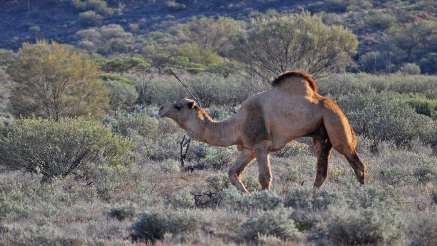Australia: Authorities kill 5,000 camels over environmental concerns |  Euronews